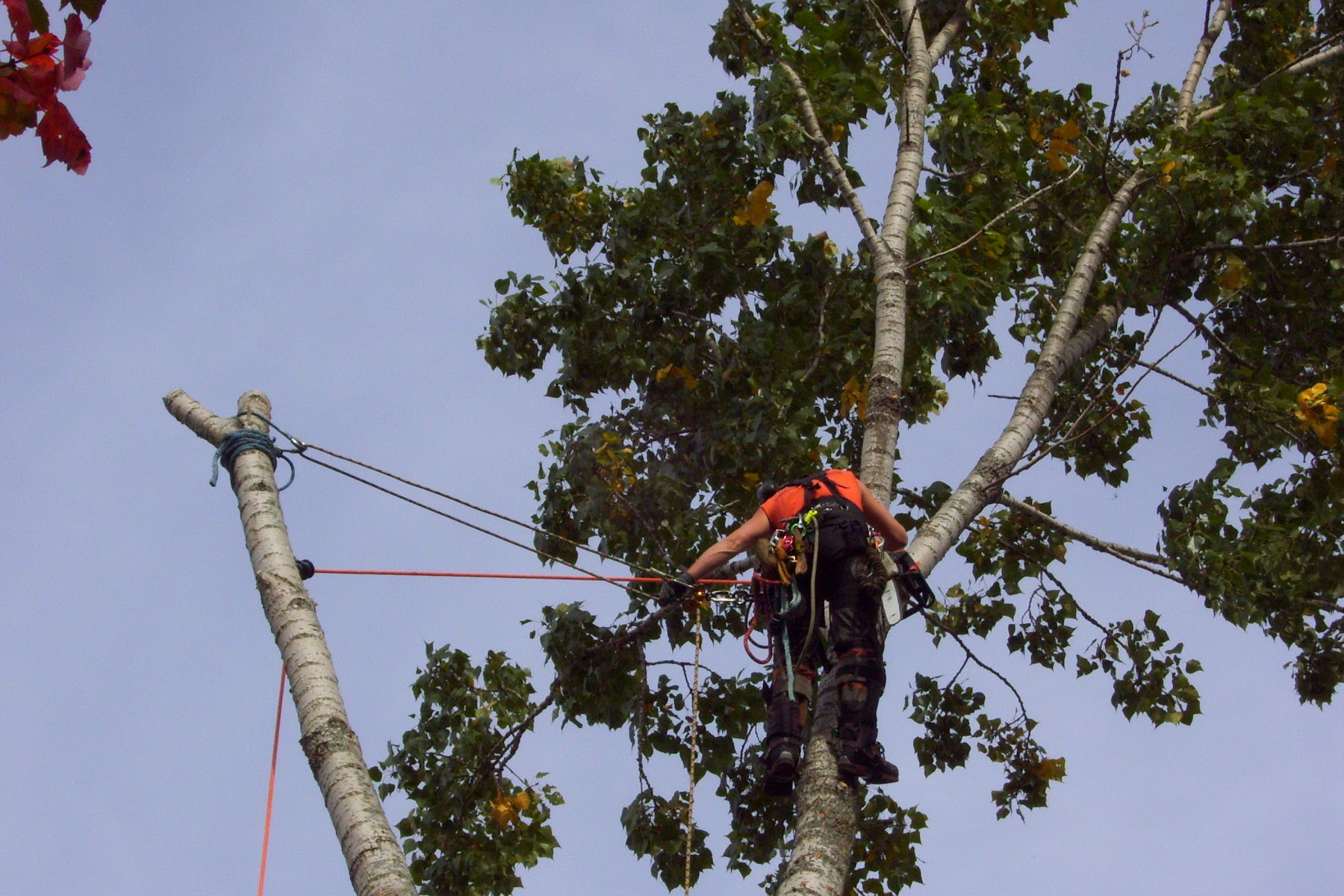 Élagage Drummond — Arboriculteur à Saint-Cyrille-de-Wendover