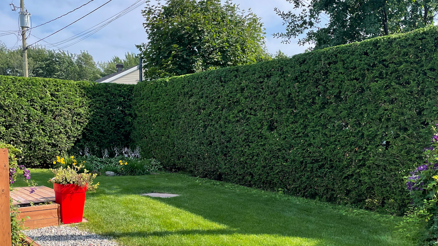 L'Haies Pro - Taille De Haie De Cèdres Et D’arbustes — Arboriculteur à Lévis