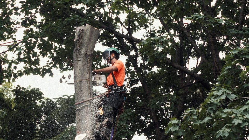 Emondexpert — Arboriculteur à Saint-Alphonse-de-Granby