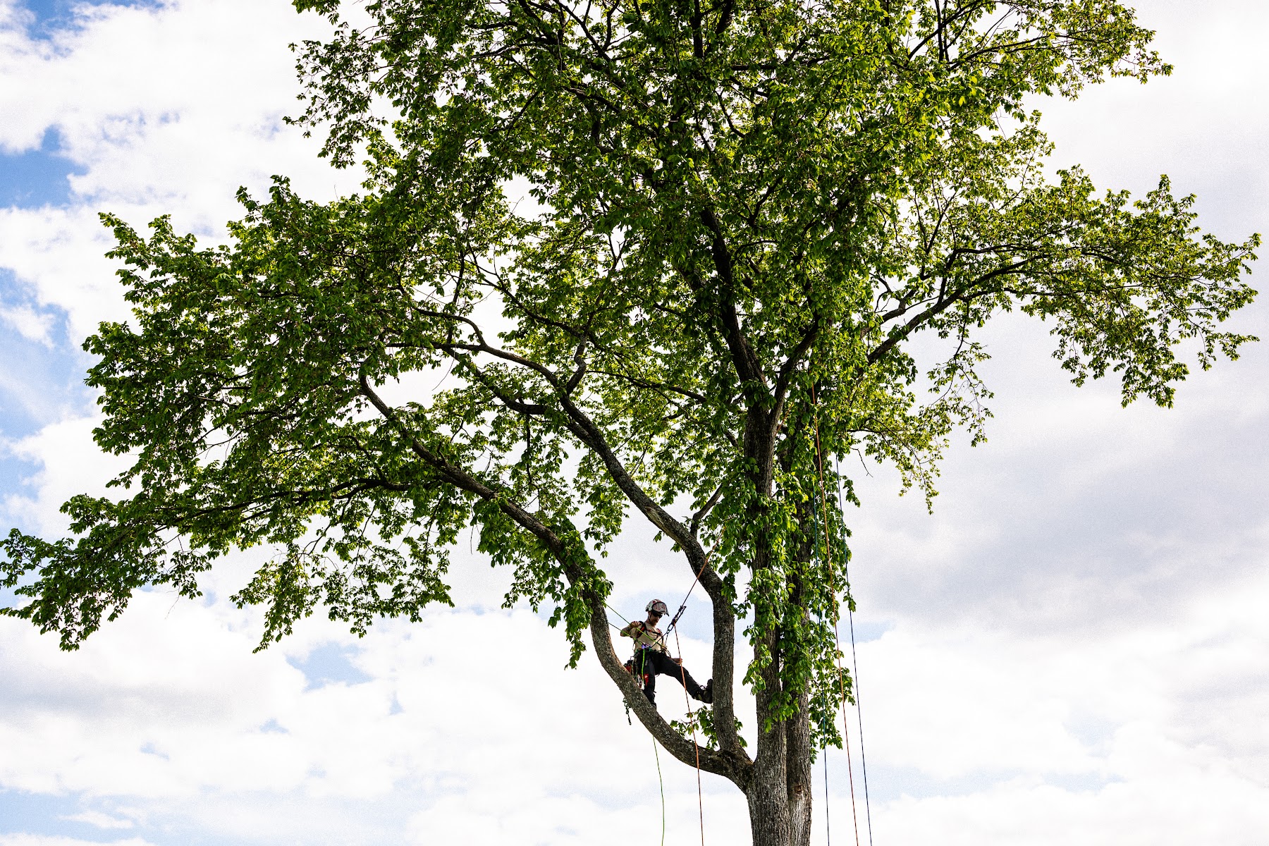 Jacer Arboriculture — Arboriculteur à Bromont