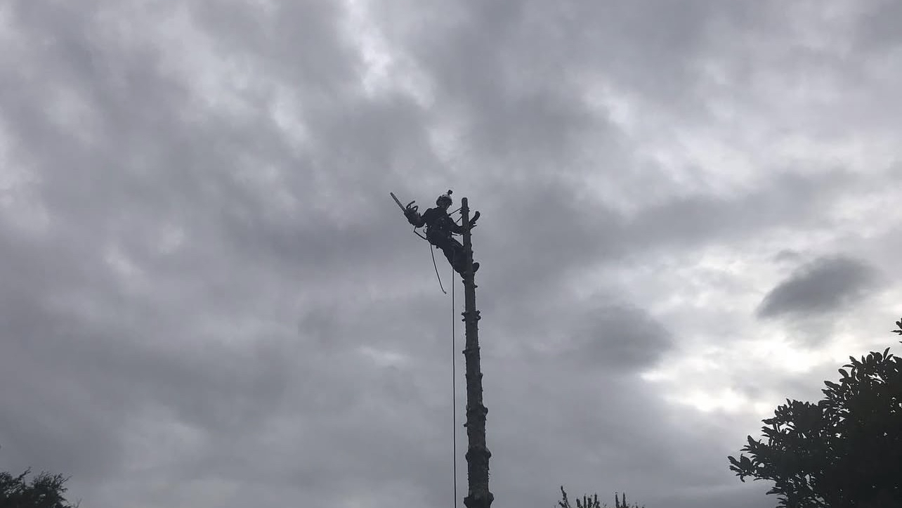 OLIVER'S TREE SERVICE — Arboriculteur à L'Île-Perrot