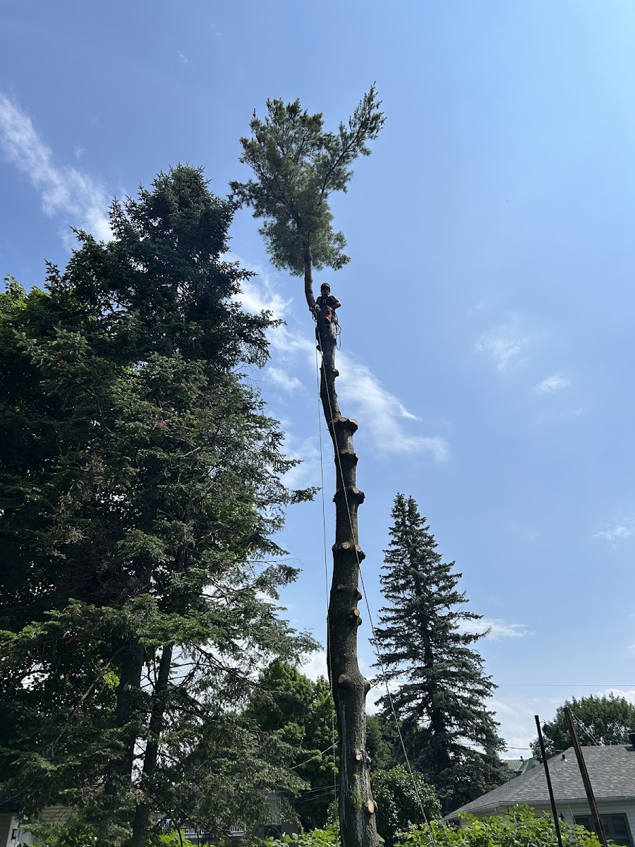 Arboriculture Noah — Arboriculteur à L'Ancienne-Lorette
