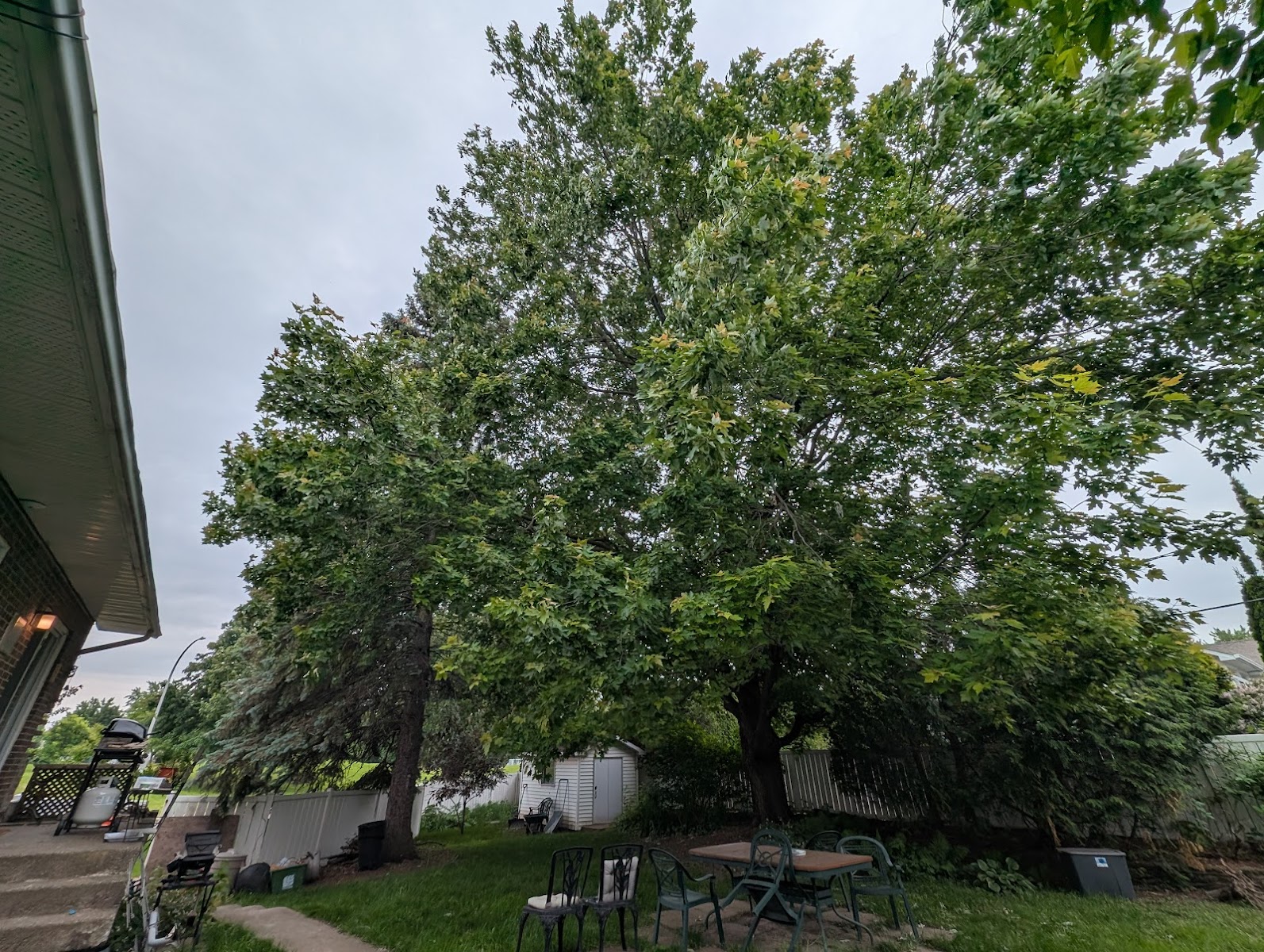 Services d'arbres Boucherville — Arboriculteur à Boucherville