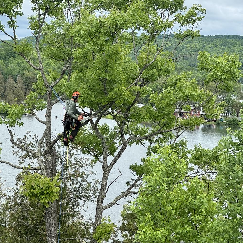 Arboriste L&R Tree Service — Arboriculteur à La Pêche