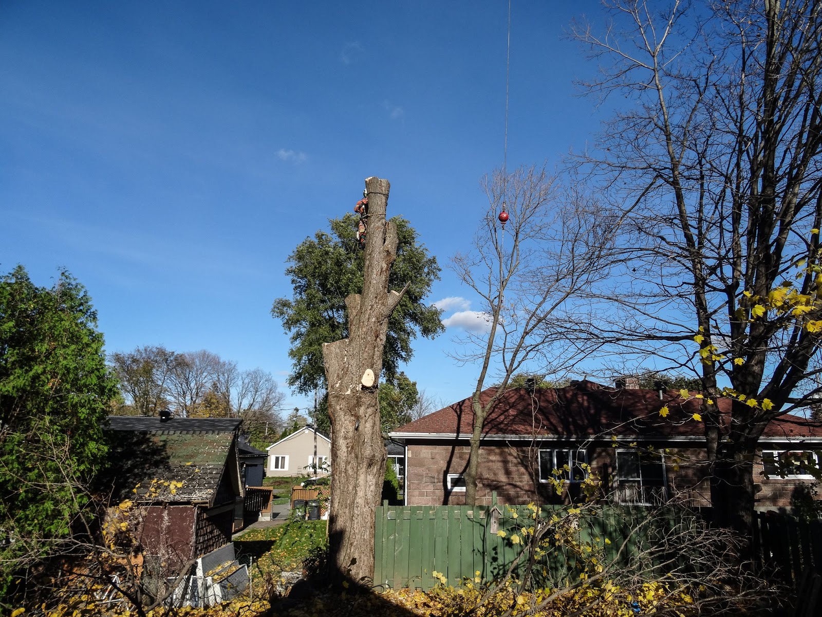 Branche Et Vous #1 INC — Arboriculteur à Deux-Montagnes