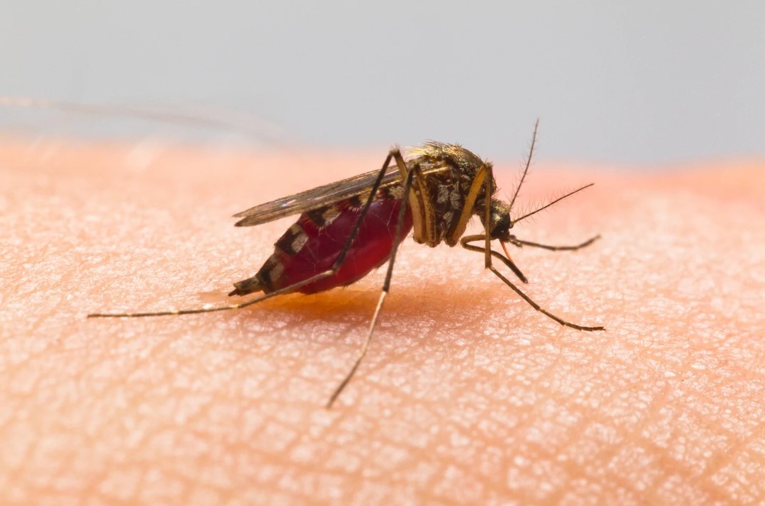 SOS Bibittes Abitibi — Exterminateur à Val-d'Or