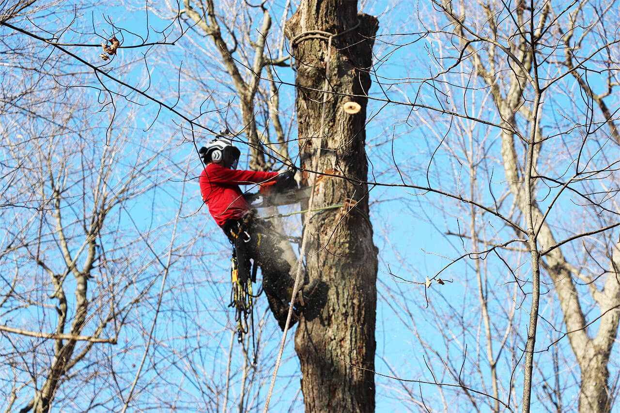 The Montreal Arborist — Arboriculteur à Boucherville
