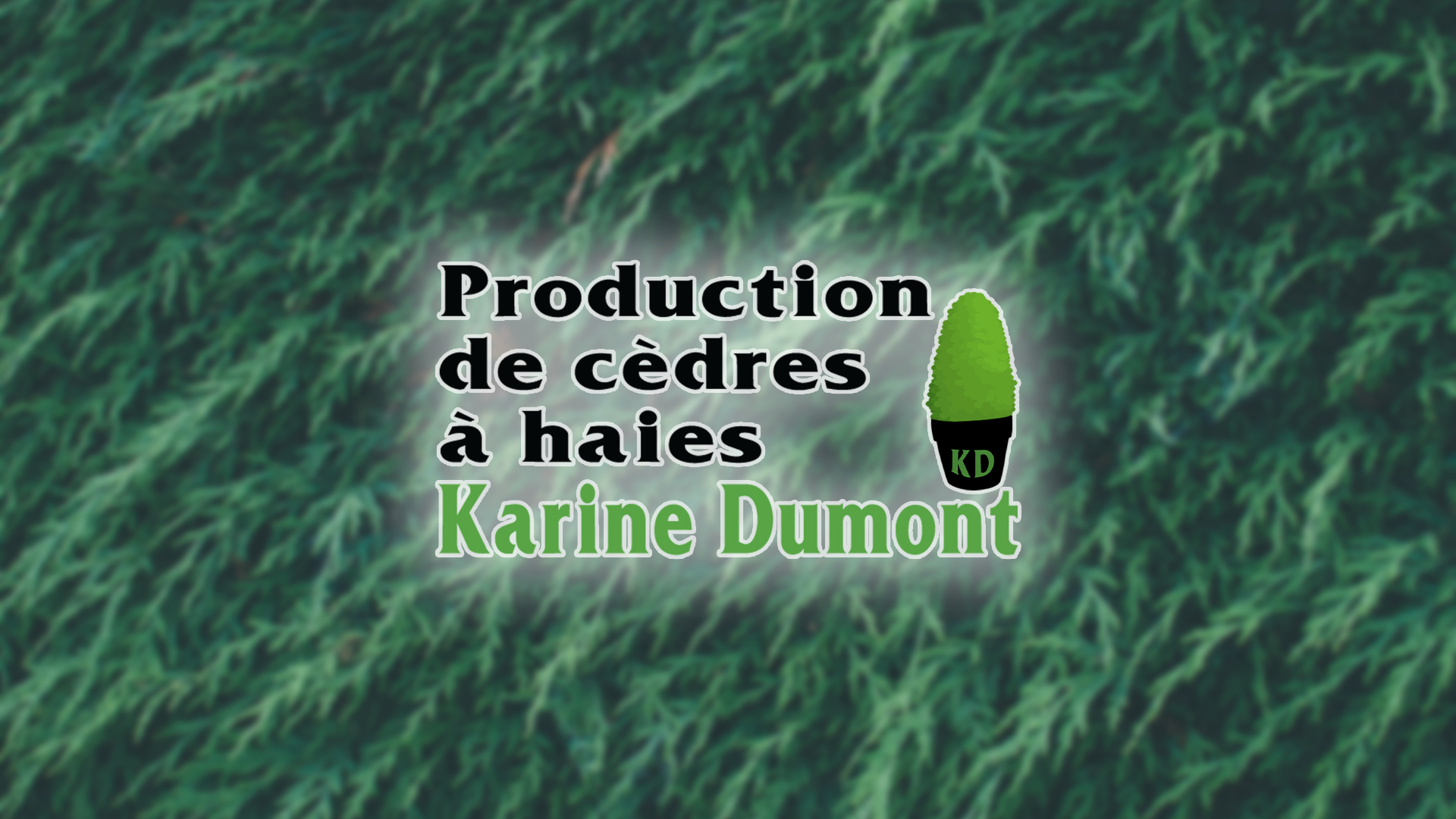 Cèdre à Haie Karine Dumont — Arboriculteur à Rivière-du-Loup