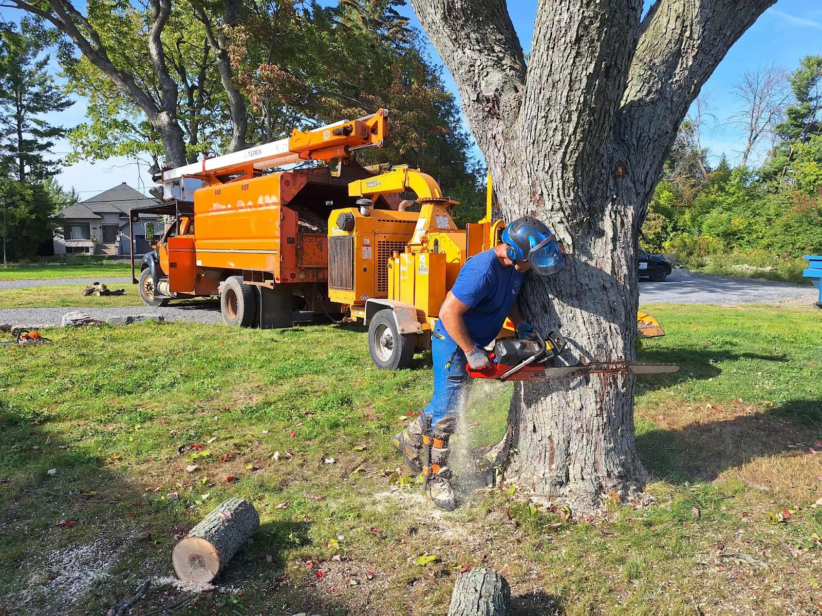 Élagage Labonté/ Tree pruning — Arboriculteur à Notre-Dame-de-l'Île-Perrot