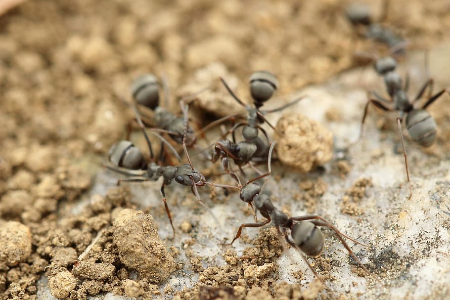 SamBug Extermination | Exterminateur Repentigny — Exterminateur à Repentigny