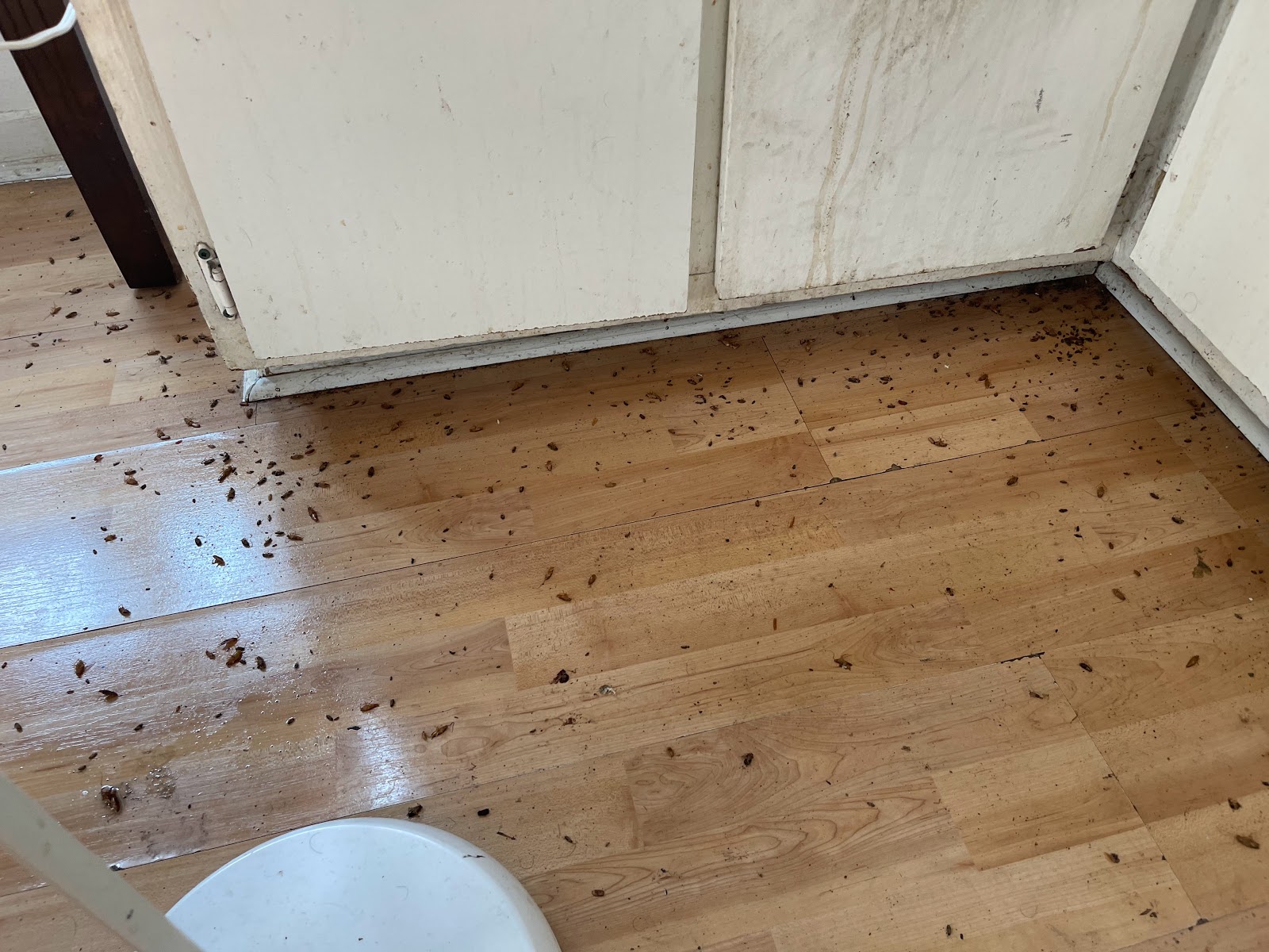 Insecta Extermination - Exterminateur Rive-Sud — Exterminateur à Brossard