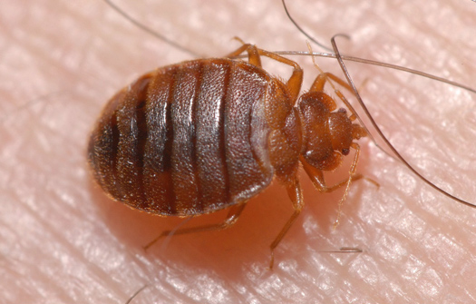Extermination K J Côte Nord — Exterminateur à Sept-Îles