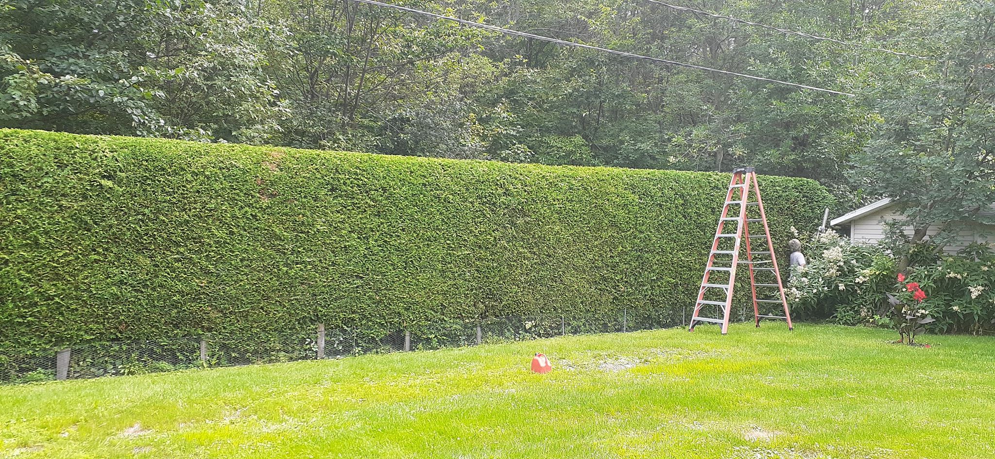 Taille de haie D.G — Arboriculteur à Repentigny