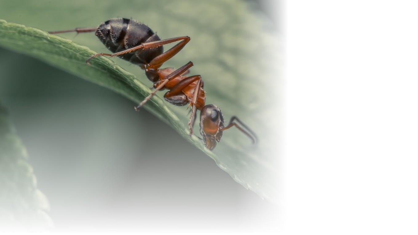 MW Extermination Bromont - Exterminateur spécialisé fourmis et souris — Exterminateur à Bromont