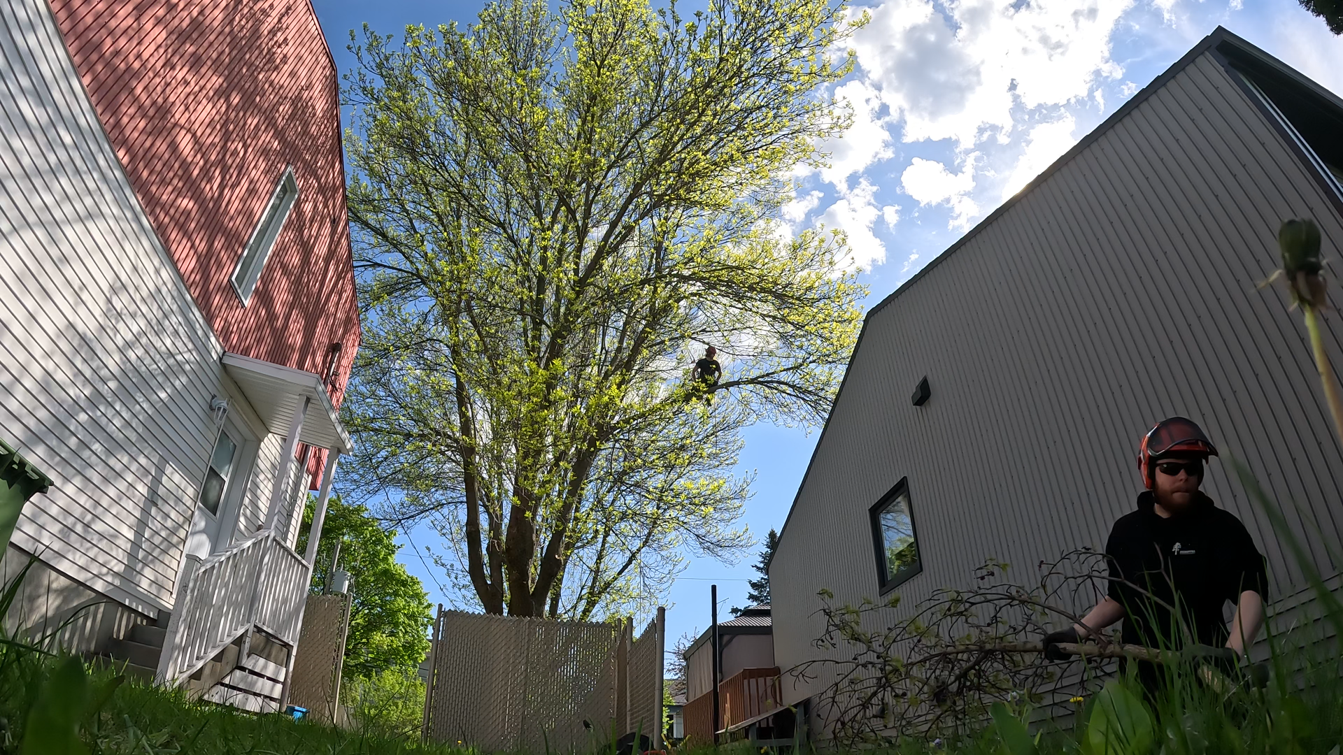 McDuff Services d'arbres — Arboriculteur à Saint-Augustin-de-Desmaures